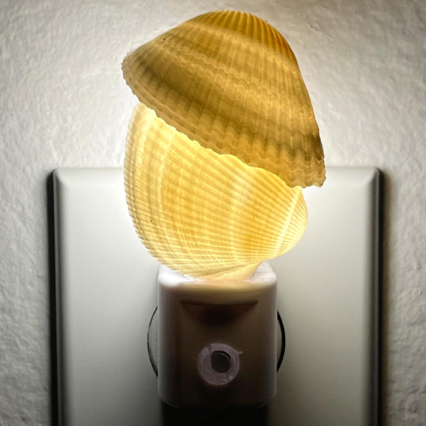 Night Nest Lamp With Two Marine Shells, Light Sensor