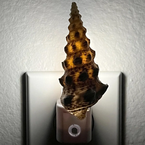 Large Shell Socket Night Lamp With Automatic Sensor